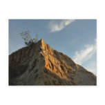 Scraggly Torrey Pine at Sunset California Coast Postcard