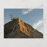 Scraggly Torrey Pine at Sunset California Coast Postcard