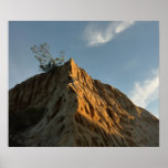 Scraggly Torrey Pine at Sunset California Coast Poster