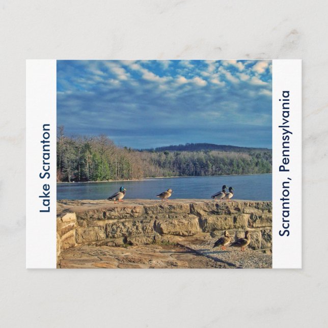 Scranton PA-Lake Scranton Post Card-Ducks Postcard (Front)