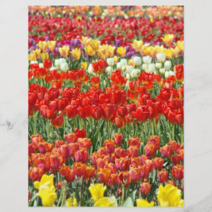 Scrapbooking Letterhead paper Colorful Tulip Flora