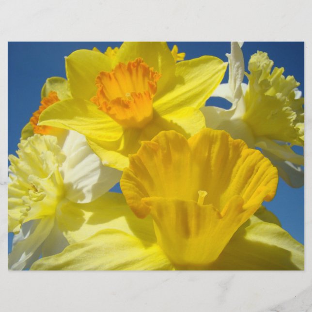 Scrapbooking paper Yellow Daffodils Flowers (Front)