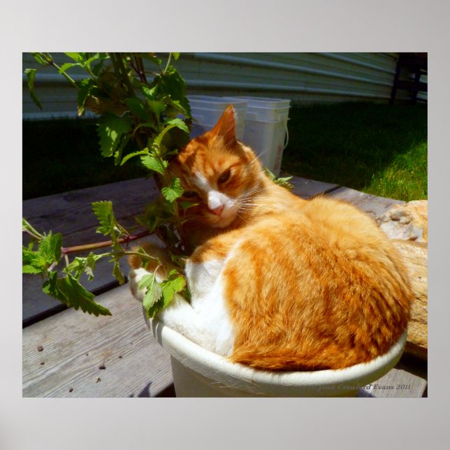 Scrapper in a pot poster (Front)