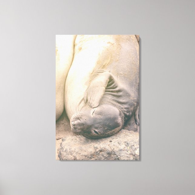 Scratching  canvas print (Front)