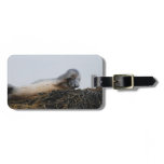 Scratching Seal Luggage Tag