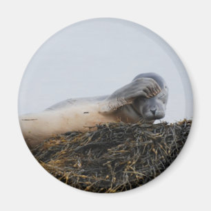 Scratching Seal Magnet