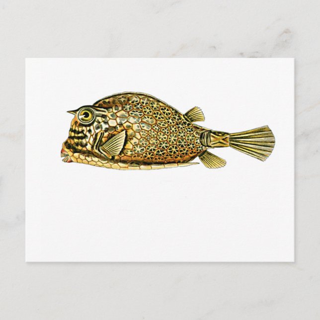 Scrawled cowfish postcard (Front)