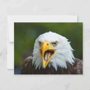 Screaming Bald Eagle  Postcard