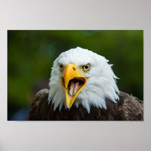 Screaming Bald Eagle Poster