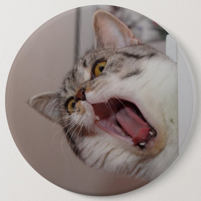 Screaming British Shorthair Pinback Button (Front)