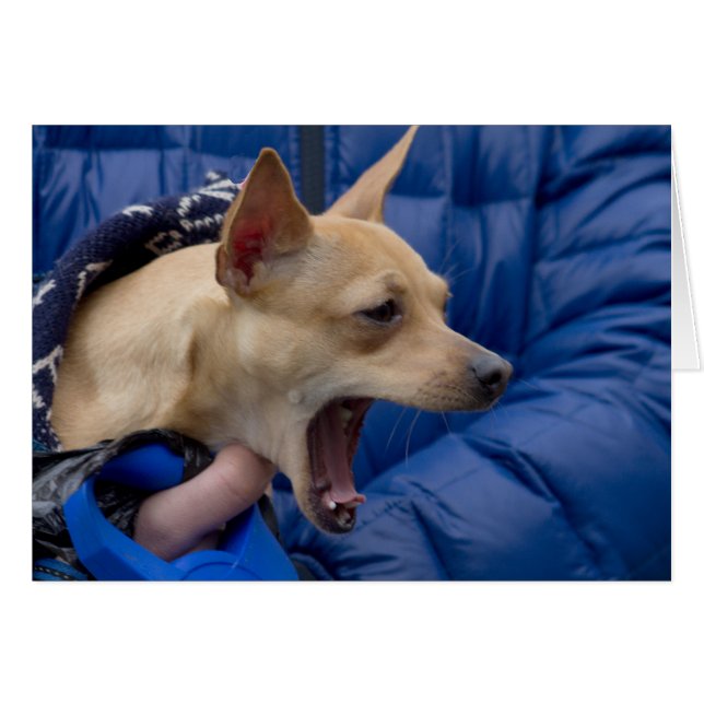 Screaming Chihuahua Cards (Front Horizontal)