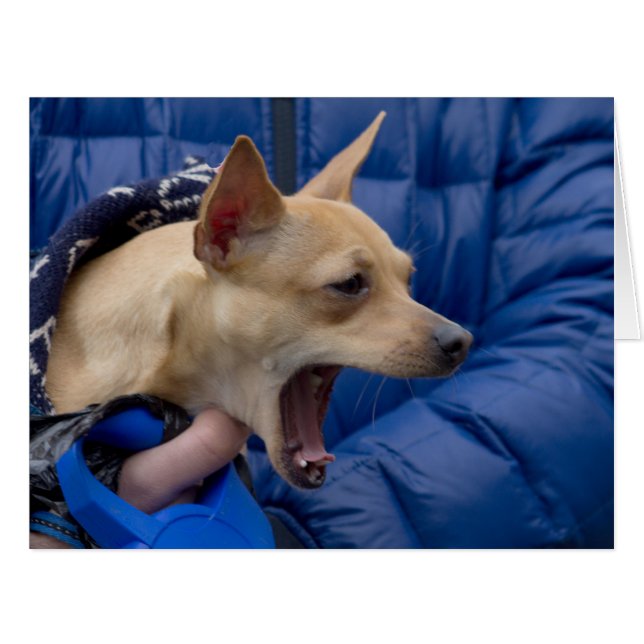Screaming Chihuahua Cards (Front Horizontal)