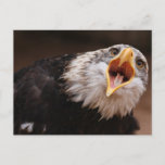 Screaming Eagle Postcard