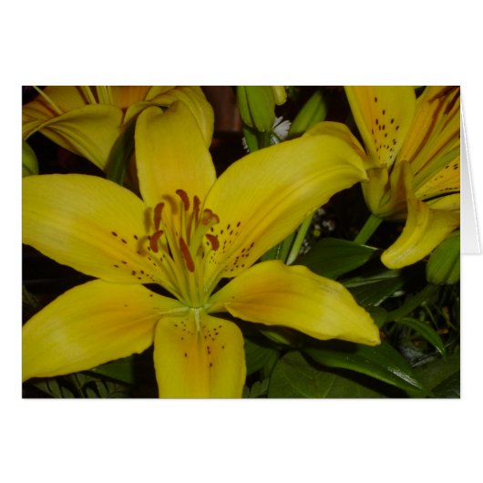 Screaming Lily Cards (Front Horizontal)