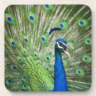 Screaming peacock beverage coaster