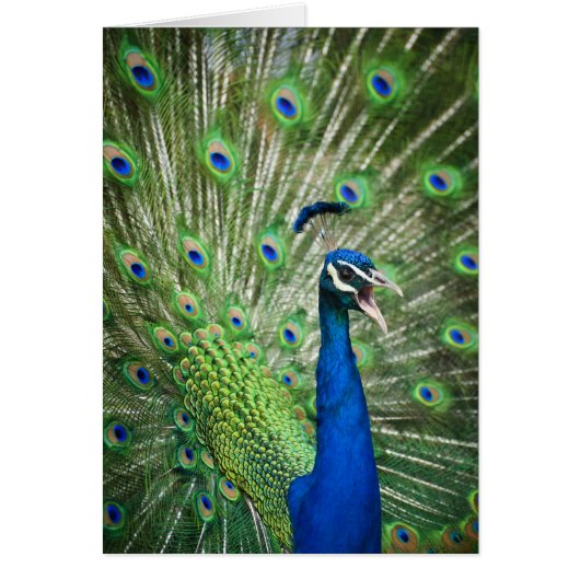 Screaming peacock cards (Front)