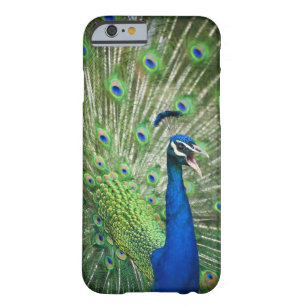 Screaming peacock barely there iPhone 6 case