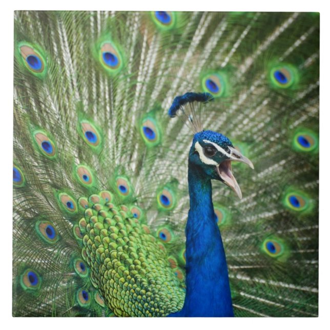 Screaming peacock ceramic tile (Front)