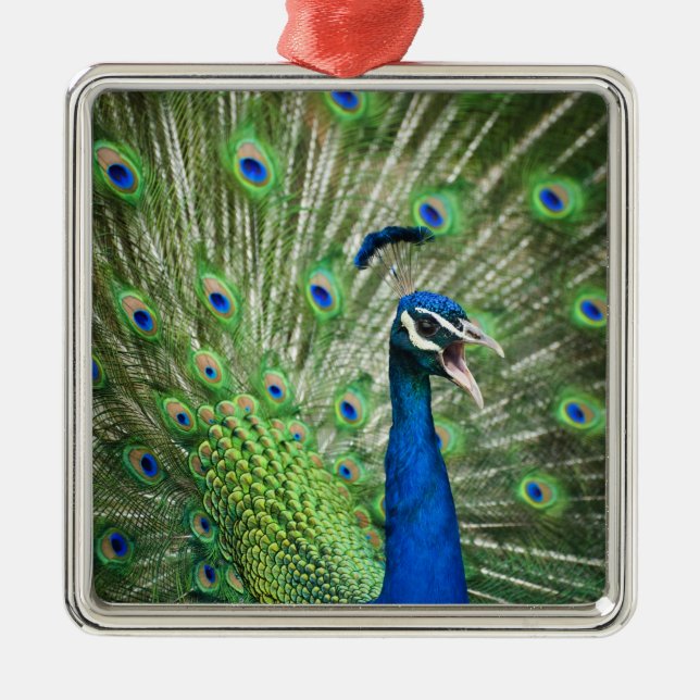 Screaming peacock metal ornament (Front)