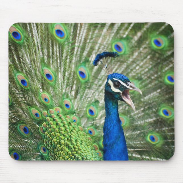 Screaming peacock mouse pad (Front)