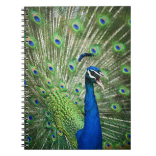 Screaming peacock notebook