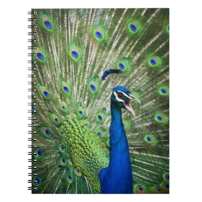 Screaming peacock notebook (Front)