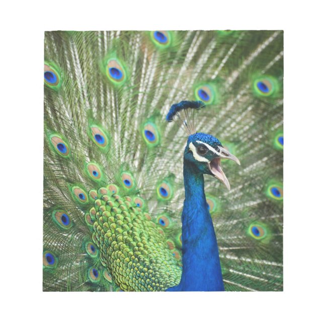 Screaming peacock notepad (Front)