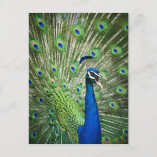 Screaming peacock postcard
