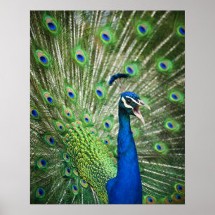 Screaming peacock poster