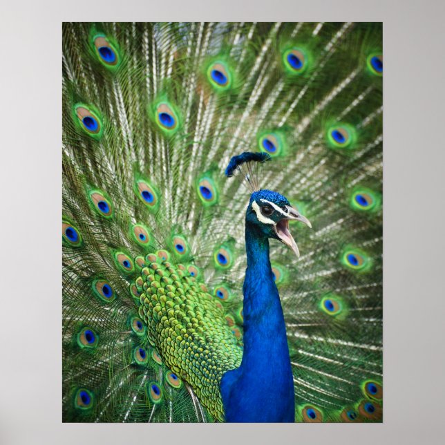 Screaming peacock poster (Front)