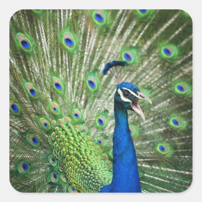 Screaming peacock square sticker (Front)