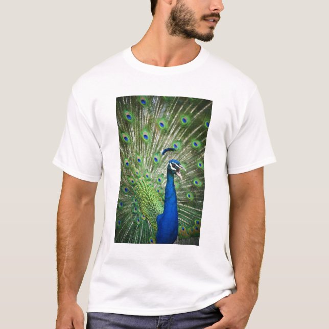 Screaming peacock T-Shirt (Front)