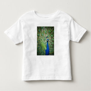 Screaming peacock toddler t-shirt
