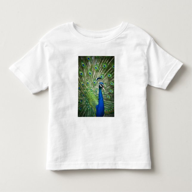 Screaming peacock toddler t-shirt (Front)