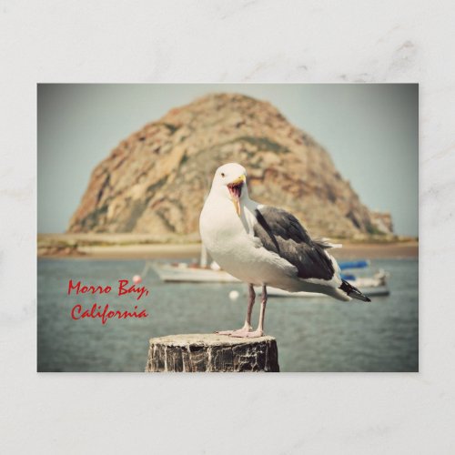 Screaming Seagull Morro Bay California Postcard