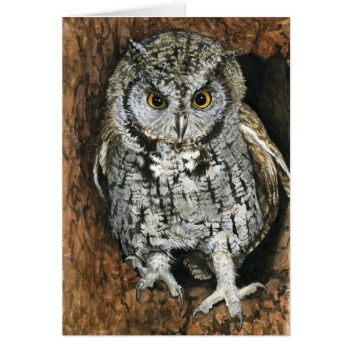 Screech Owl