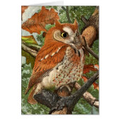 Screech Owl (brown phase) (Front)