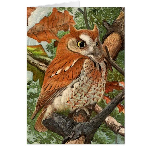Screech Owl (brown phase) Cards (Front)