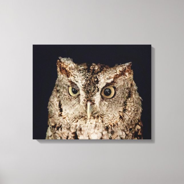Screech Owl Canvas Print (Front)