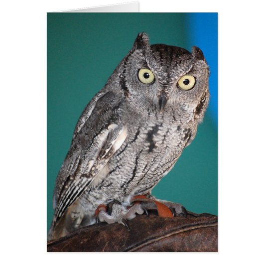 Screech Owl Cards (Front)