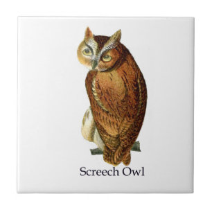 Screech Owl Ceramic Tile