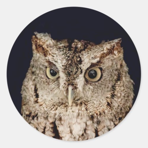 Screech Owl Classic Round Sticker