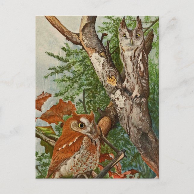 Screech Owl (color phases) Postcard (Front)