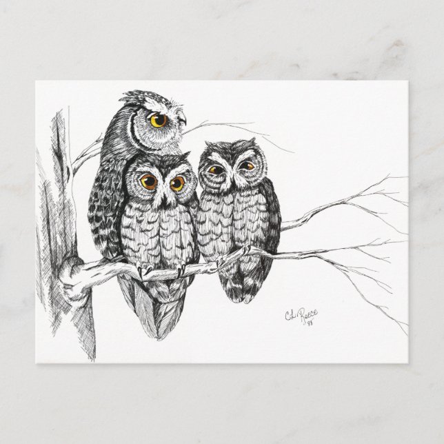 Screech Owl Family 2 Postcard (Front)