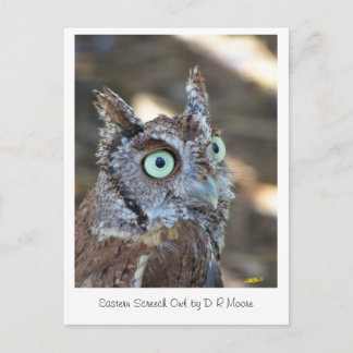 Screech Owl II Postcard