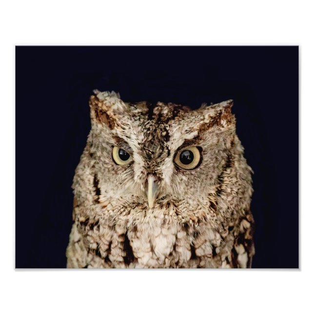 Screech Owl Photo Print (Front)