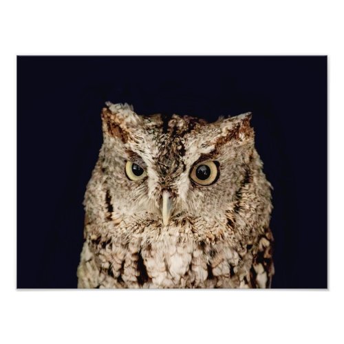 Screech Owl Photo Print