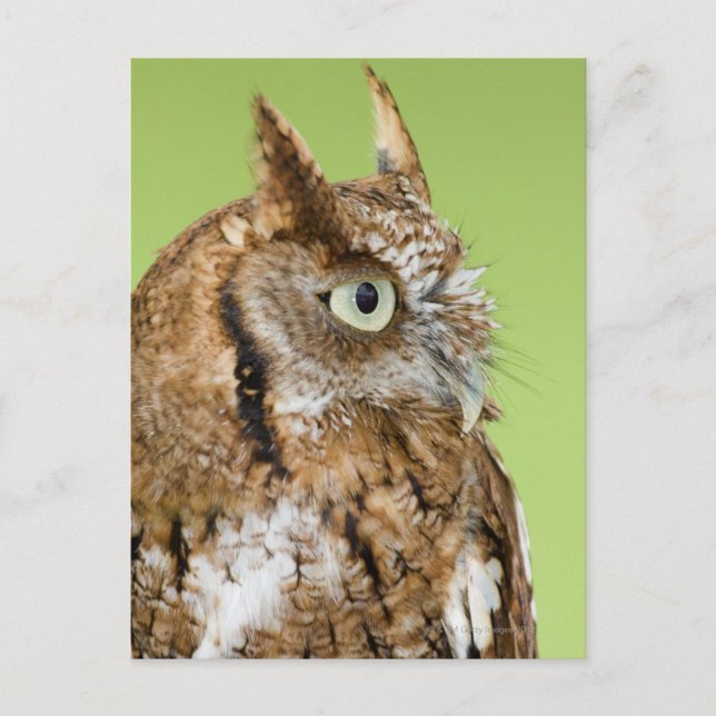 Screech owl portrait postcard (Front)
