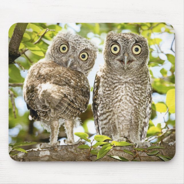 Screech Owls Chicks 2 Mouse Pad (Front)