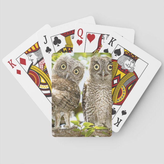 Screech Owls Chicks 2 Poker Cards (Back)